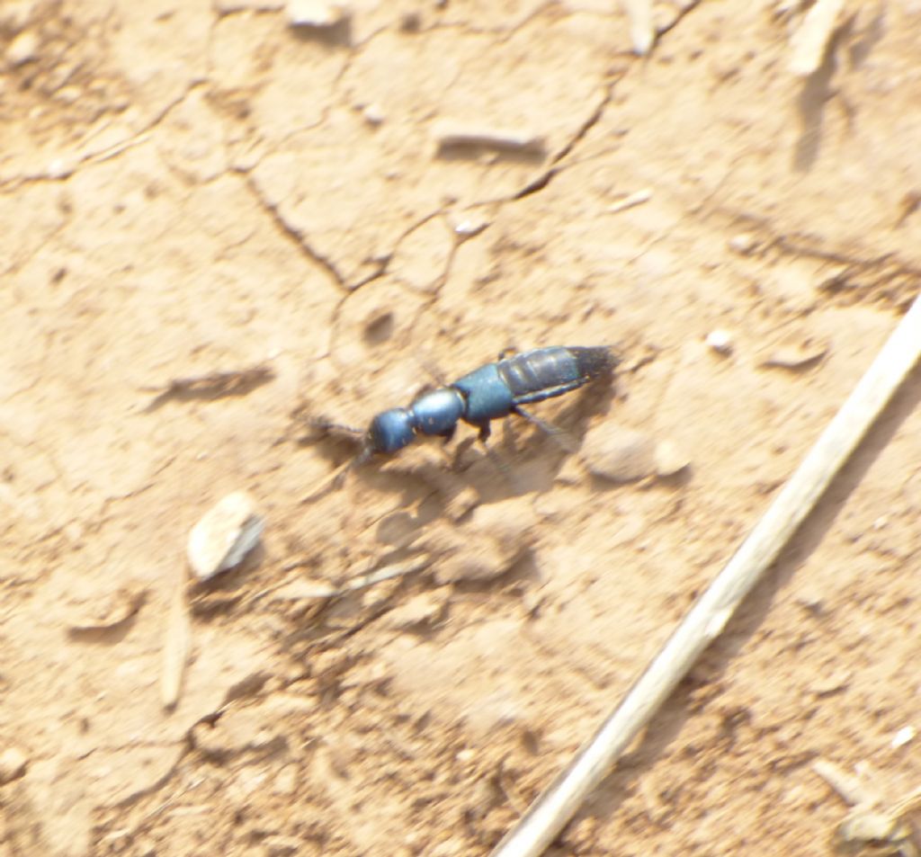 Ocypus ophthalmicus, Staphylinidae